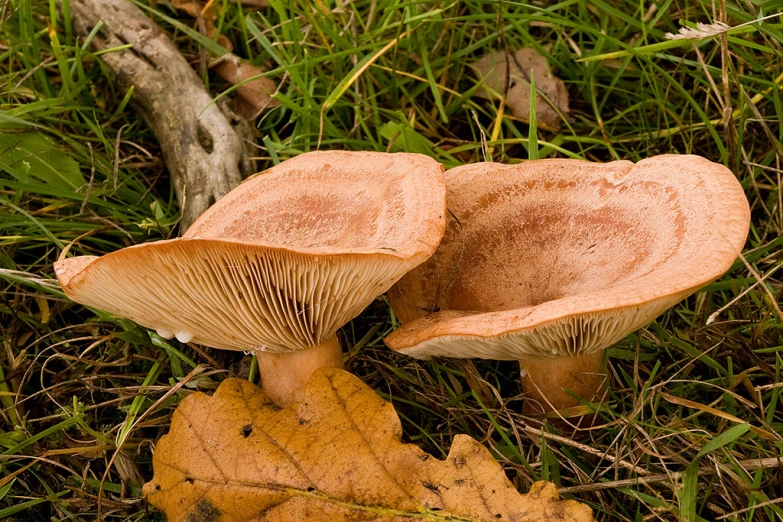 a group of mushrooms is on the ground in the grass