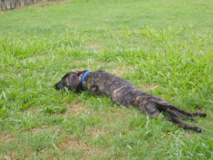 a black dog laying in grass with his head hanging over a fence