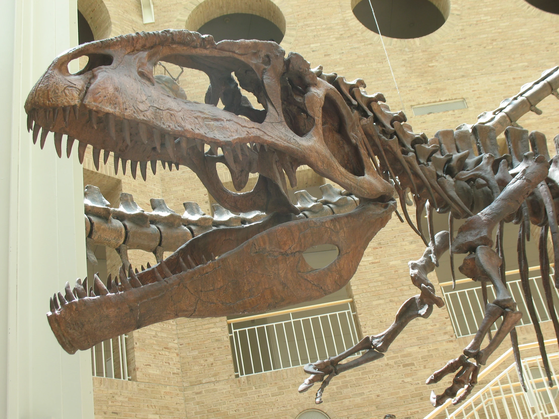 a dinosaur skeleton on display in a museum