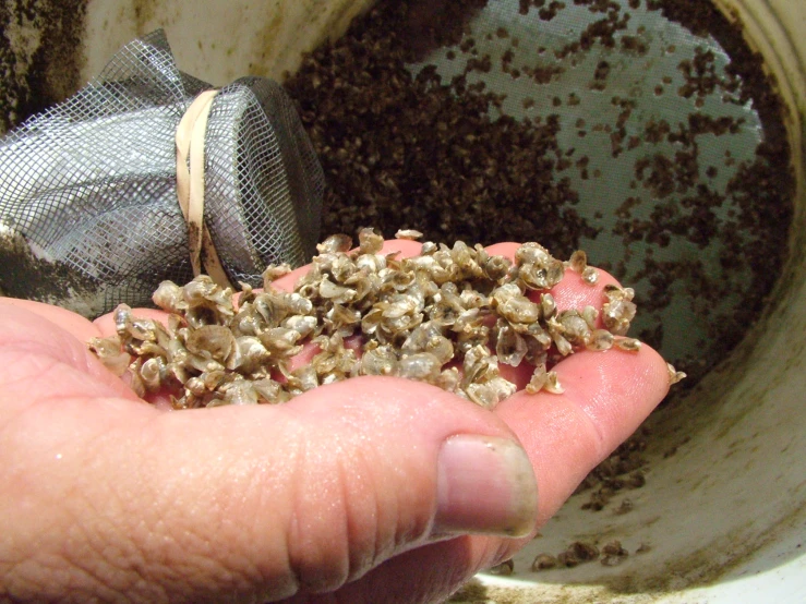 a person holding soing in their hand with a bunch of dirt