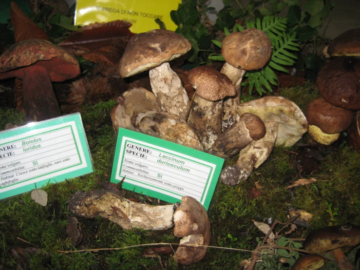 a group of different mushrooms on the ground