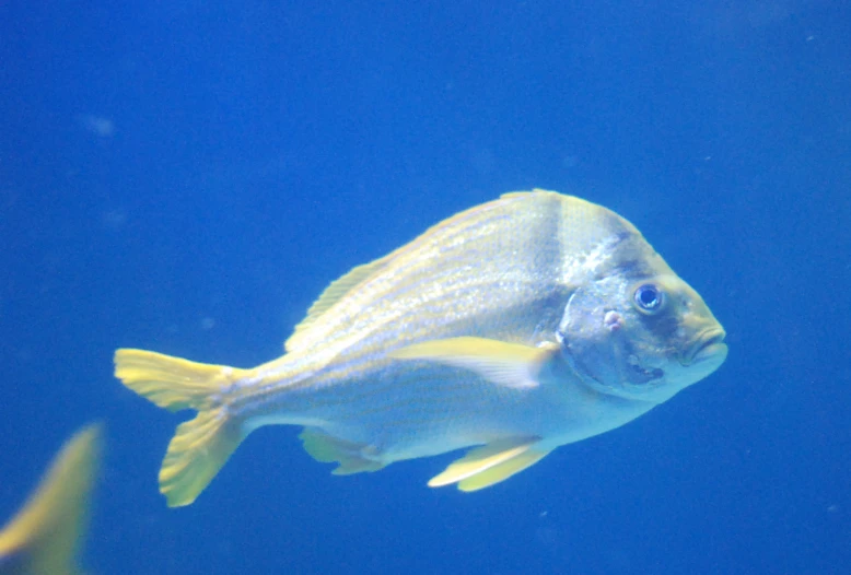 a close up of an ocean animal with large eyes