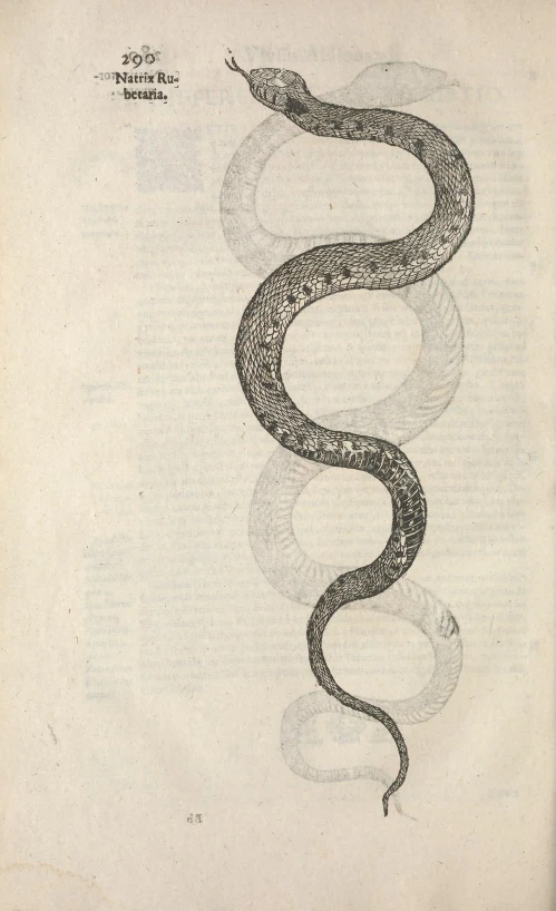 an old book has a drawing of a snake in it