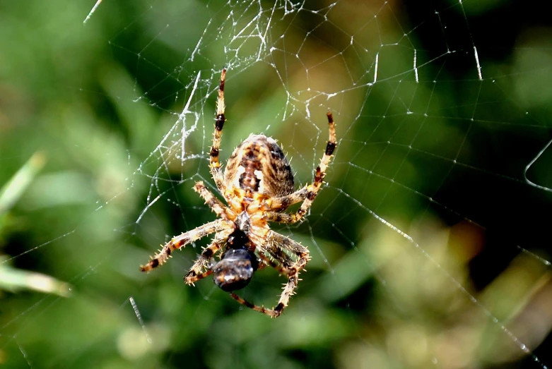 there is a spider that is sitting on the web