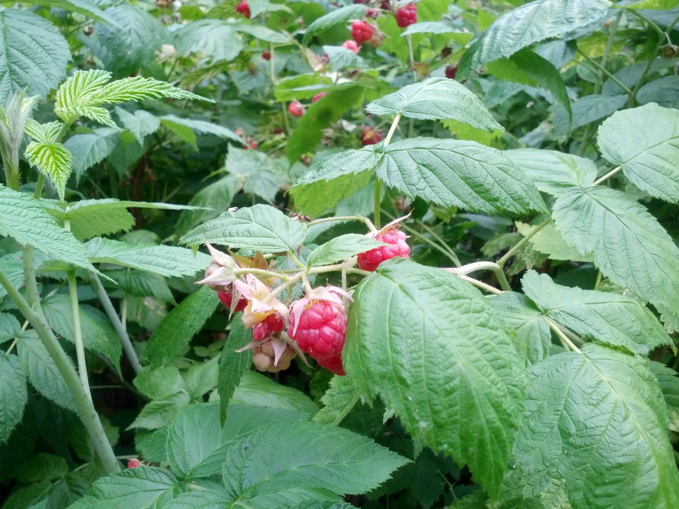 closeup view of raspberry on the bush