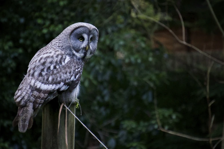 the owl is sitting on the post by the tree