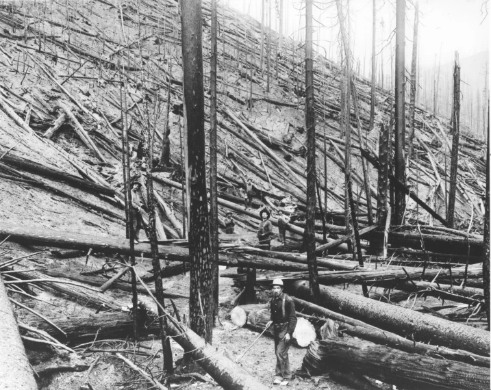 a large group of people in front of logs and trees