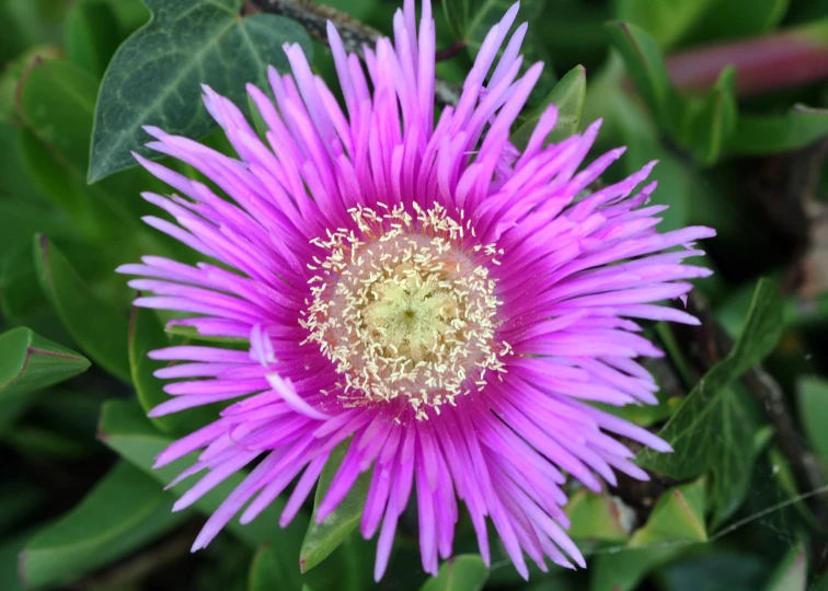 purple flower with white stamen and green leaves