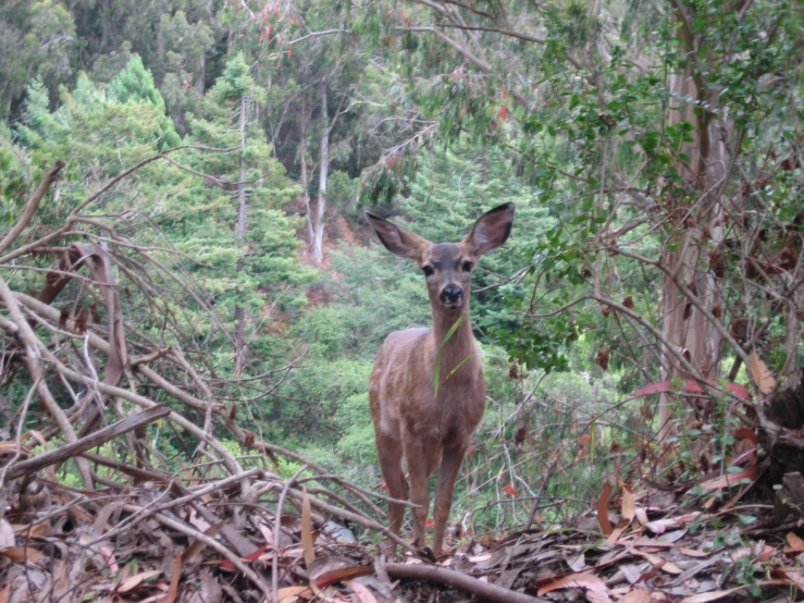 a deer is staring into the camera while standing amongst the trees