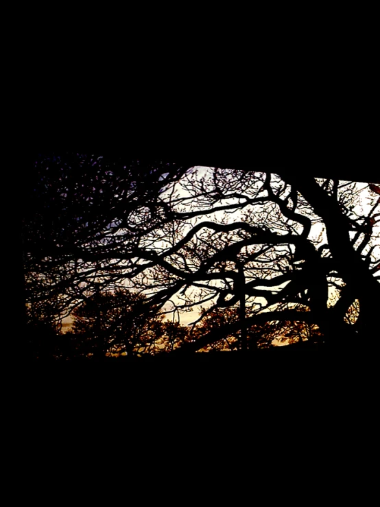a black background with tree limbs and the sun behind them