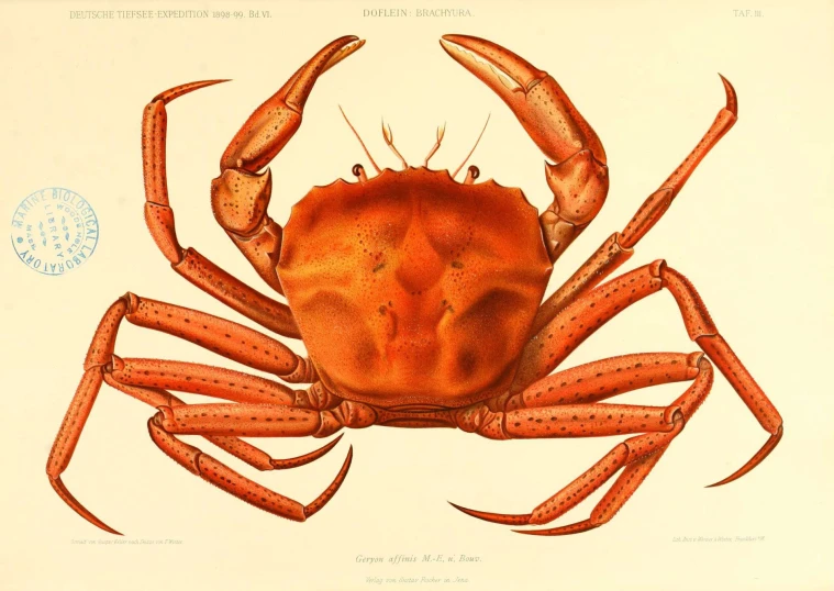 a drawing of an orange crab, from the 19th century