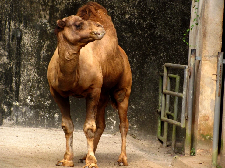 the camel stands by itself on the side walk