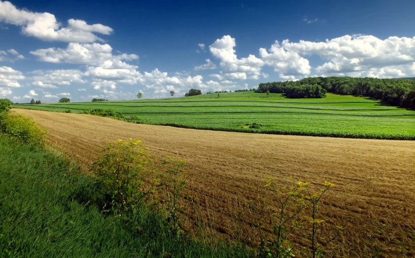 an empty dirt road that has a bunch of crops