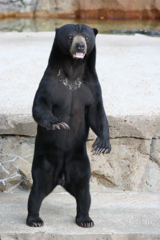 a black bear with white patches on its chest and chest