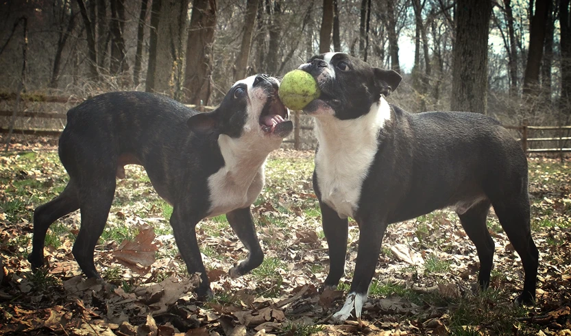 two dogs fighting over a tennis ball in a wooded area