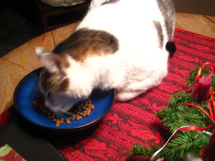 a cat eats from a bowl of food