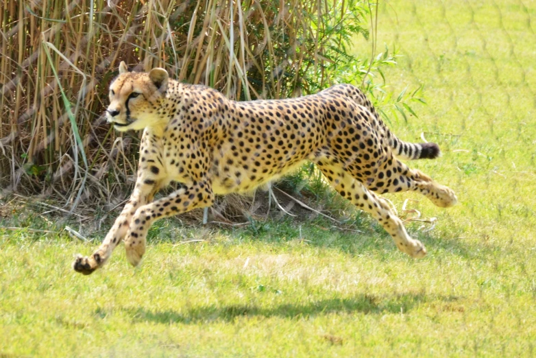 a cheetah running fast in the middle of a grassy field