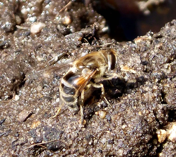a small bee on a pile of dirt