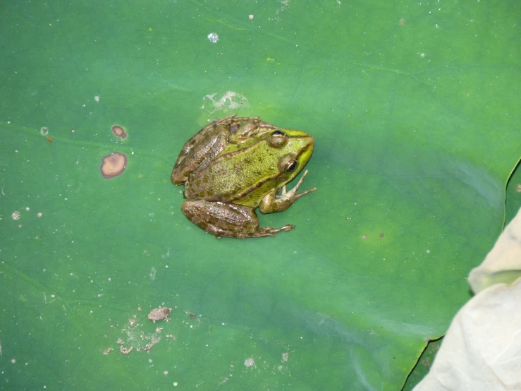 frog sitting on top of green leaf in water