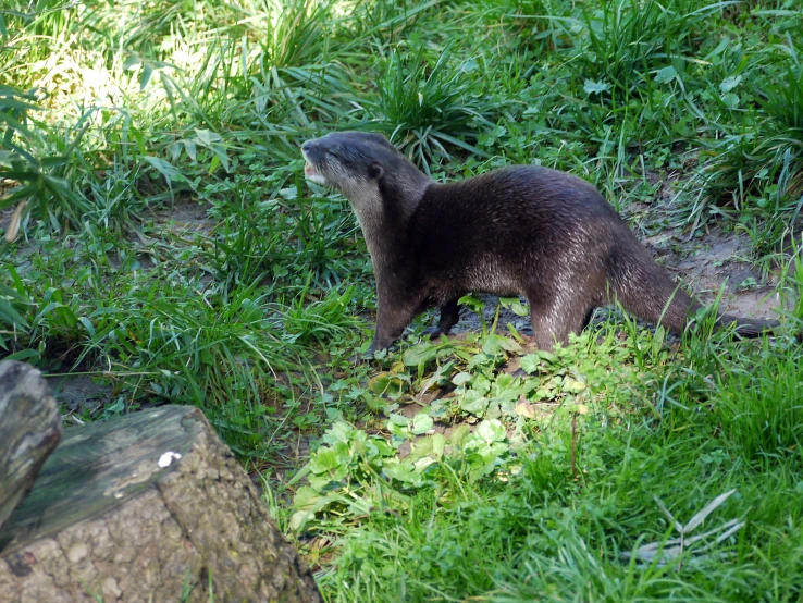 a little otter standing in some grass by itself