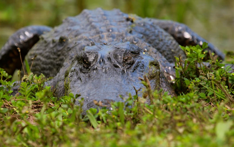 an alligator is lying down in some grass