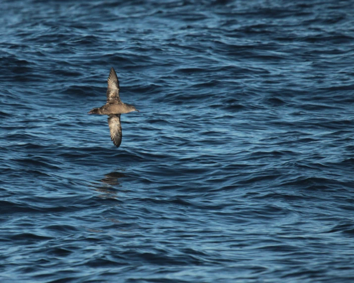 a seagull that is flying above the ocean water