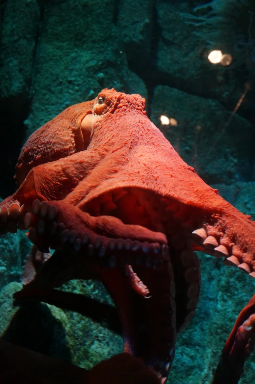 an octo with it's head down and its mouth open