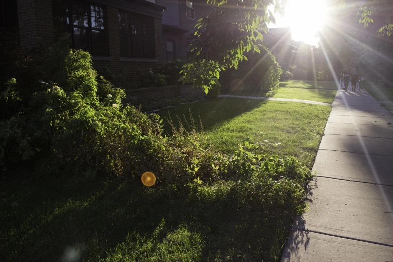 a sunbeaming light illuminates the green vegetation on this sidewalk