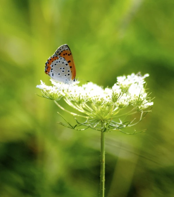 a orange and black erfly perched on top of white flowers