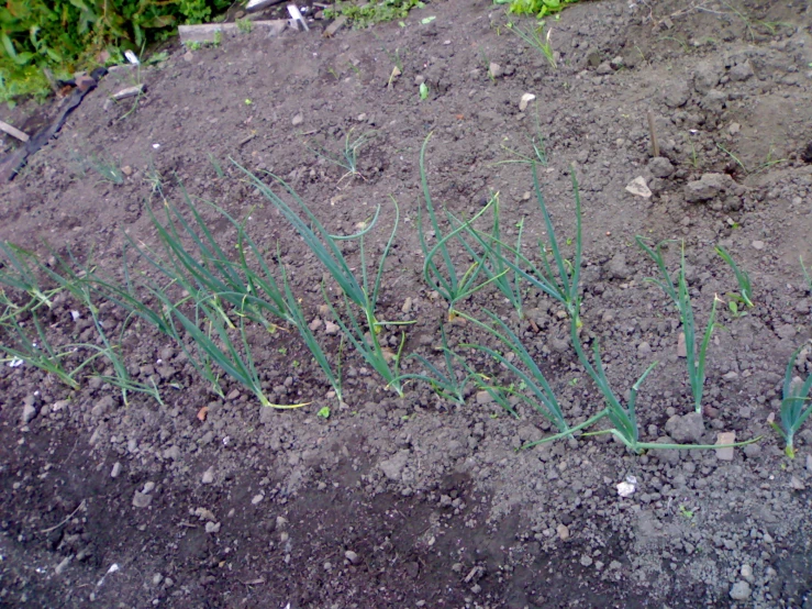several green plants in the soil on a sunny day