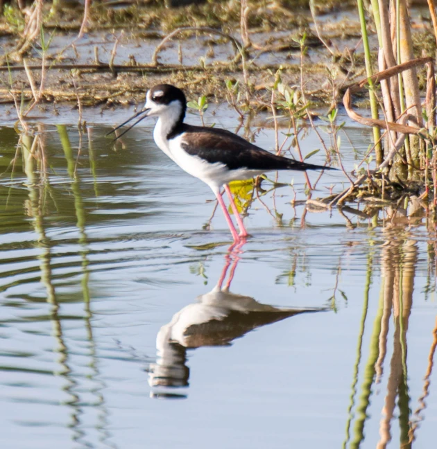 a black and white bird standing in the water near some vegetation