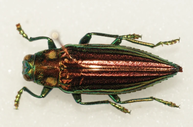 a copper beetle with green tips on the back