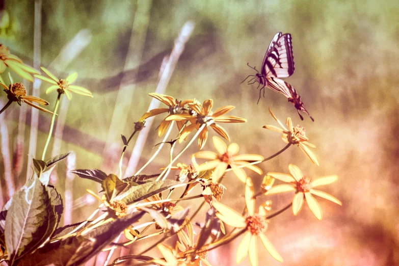 a erfly on top of a yellow flower with other flowers in the back