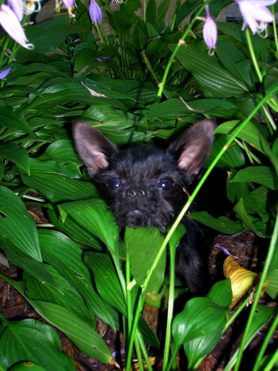 the puppy is hiding behind some green plants