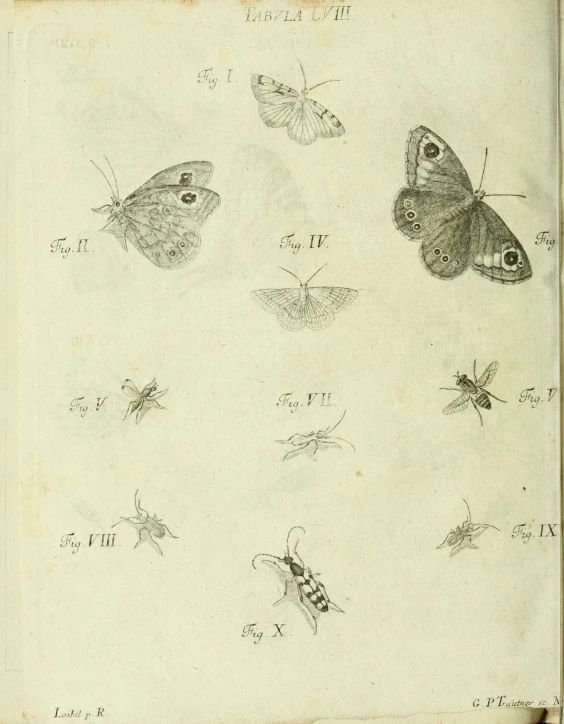 a drawing with erflies and other insects on a sheet