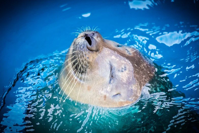 a seal in the water on his stomach looking up