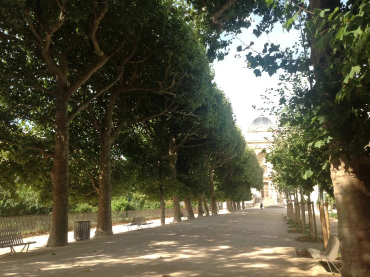 a paved path between two rows of trees