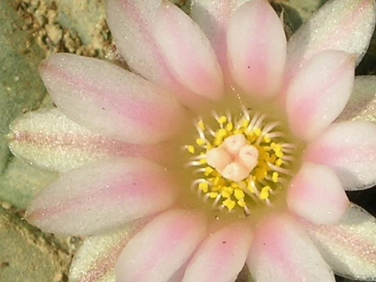 a blooming pink flower surrounded by large leaves