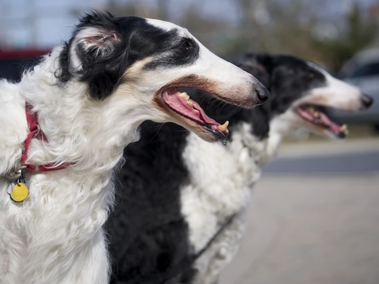 two black and white dogs on the road, one with his mouth open