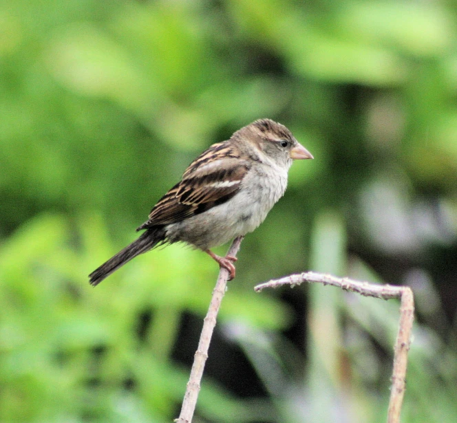 a bird is sitting on a nch in a green area