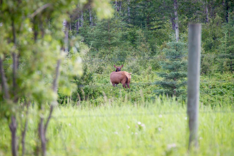 a horse is standing in the woods behind the fence