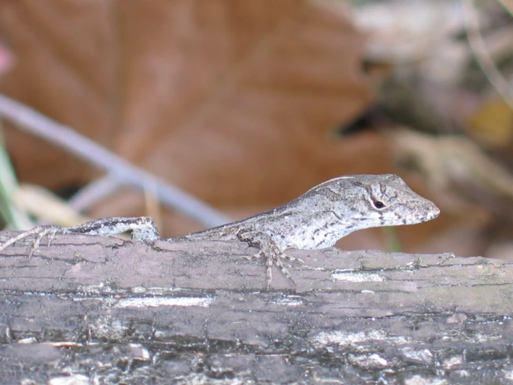 a small lizard is perched on the wooden stick