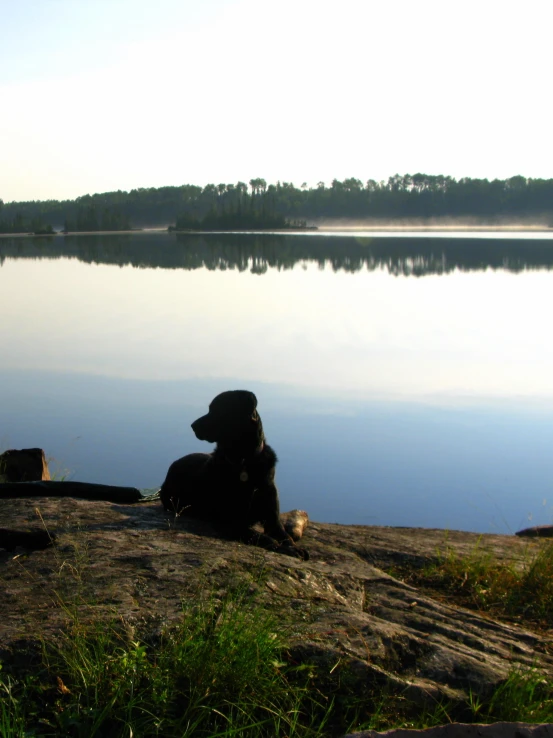 dog sitting on the rock beside a lake