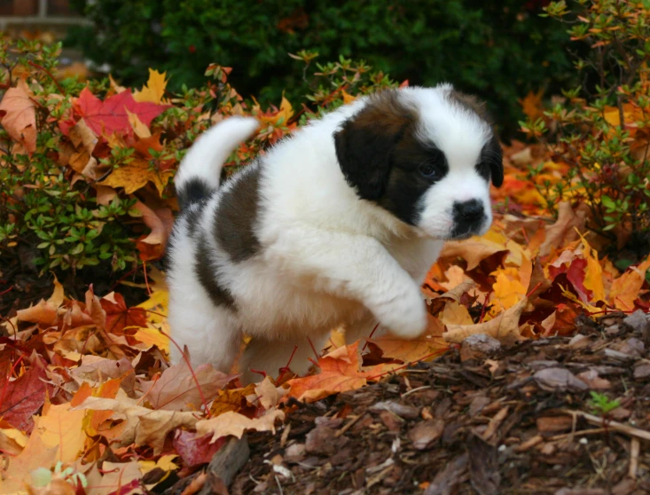 a puppy that is walking around some leaves