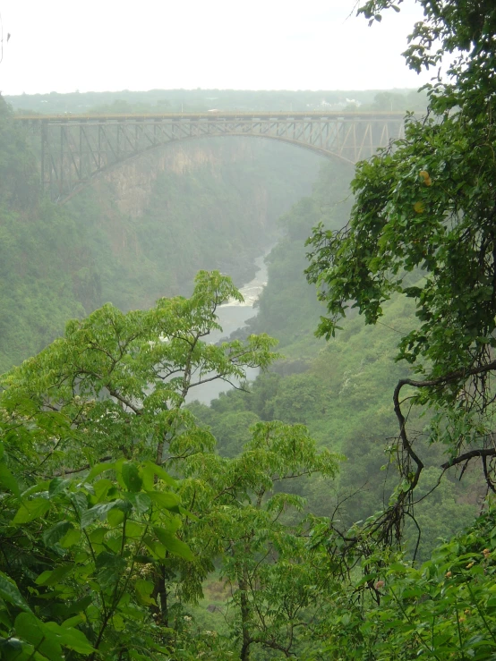 green trees and trees near a bridge in the water