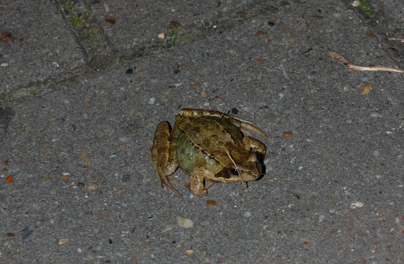 a frog sitting on the ground alone in the street