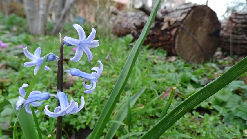 blue flowers bloom on green grass with stumps and tree trunks in the background