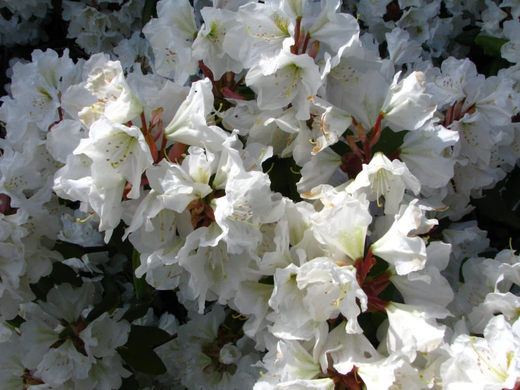 white flowers blooming in sunlight on green stems