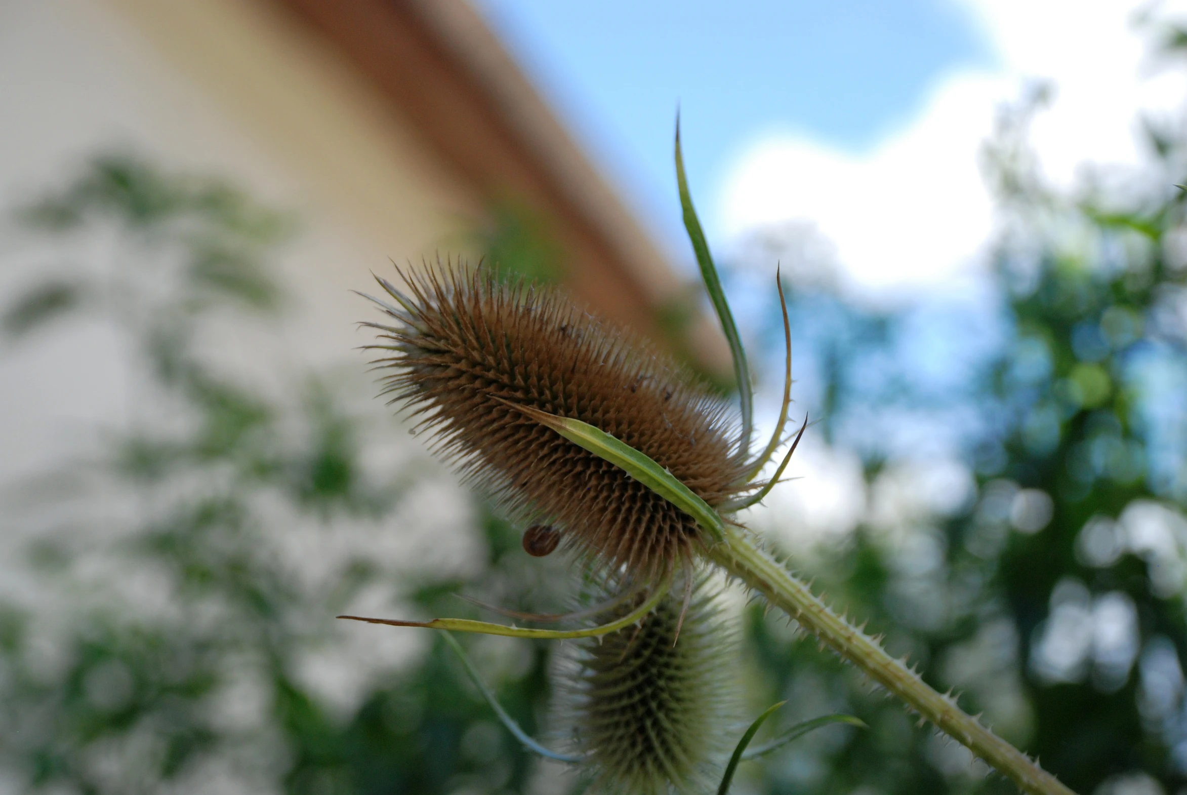 an image of a plant with some sort of stem in the foreground