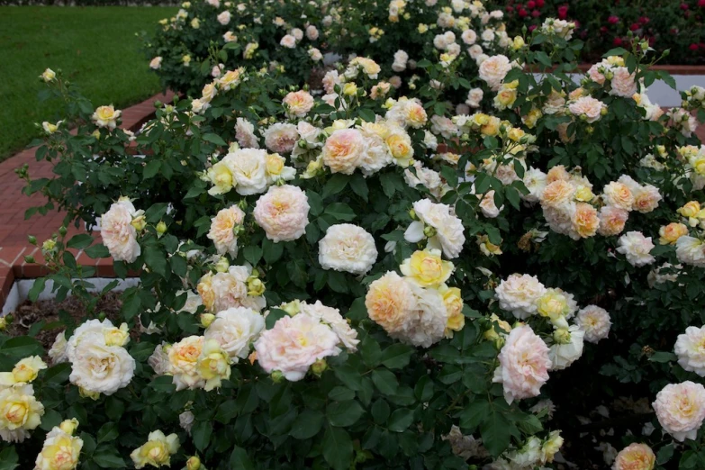 many white and yellow flowers are blooming on the bushes